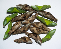 куколки бабочек Papilio lowi